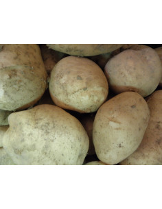 10 kg patatas blancas,...